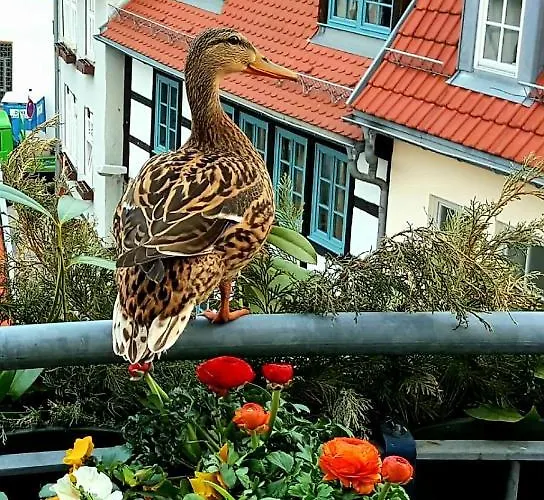 Apartament Altstadtapartment An Der Kraemerbruecke Nr.2 *